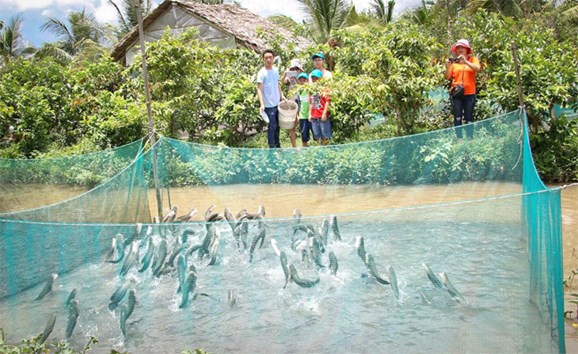 Cá lóc bay 10 địa điểm du lịch Cần Thơ