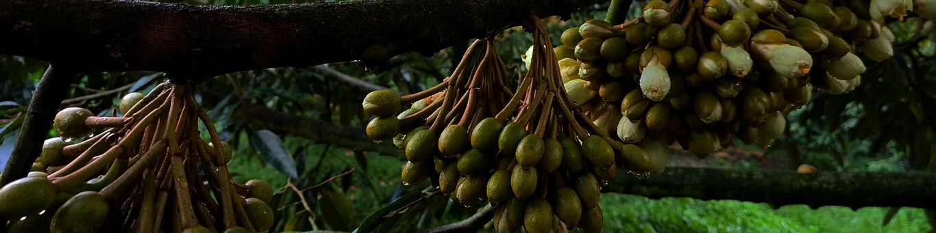 CÔNG TY CỔ PHẦN ECO AGRO VIỆT NAM