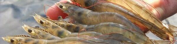 CÔNG TY TNHH TÔM GIỐNG ĐẠI TIẾN